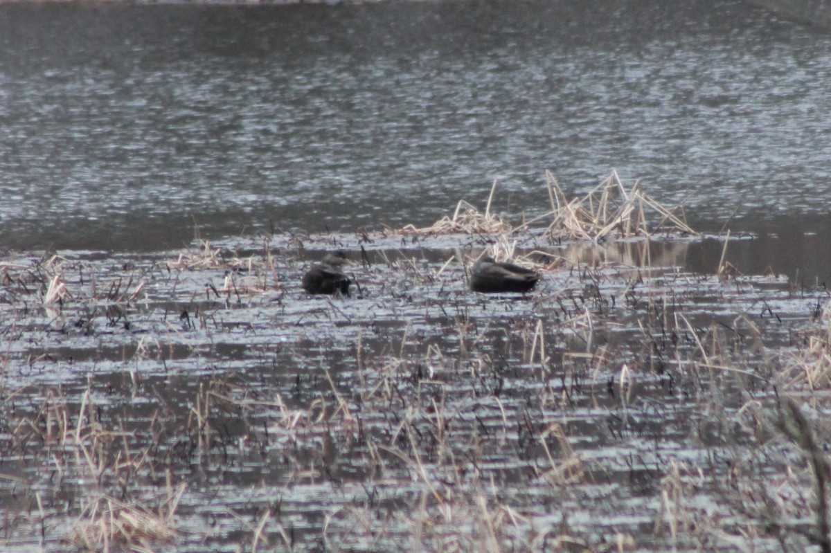 American Black Duck - ML542752491