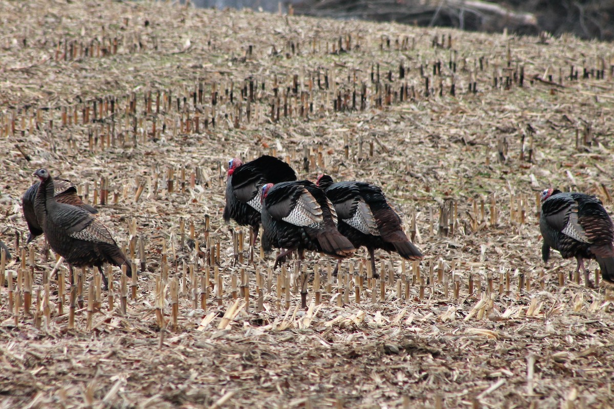 Wild Turkey - ML542752651