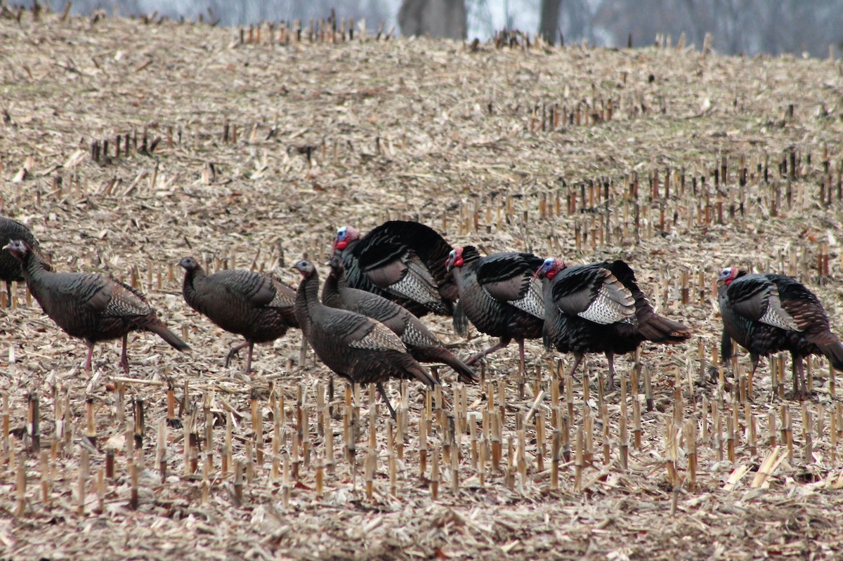 Wild Turkey - ML542752991