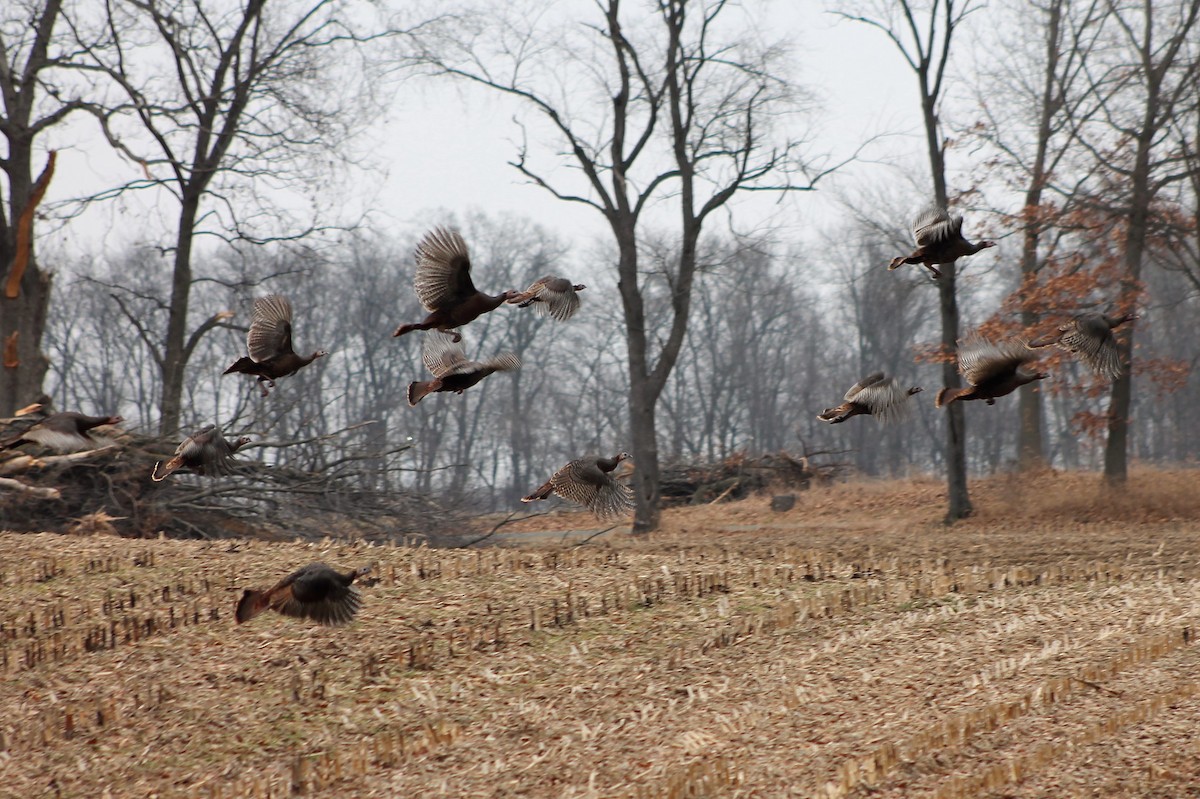 Wild Turkey - ML542753061