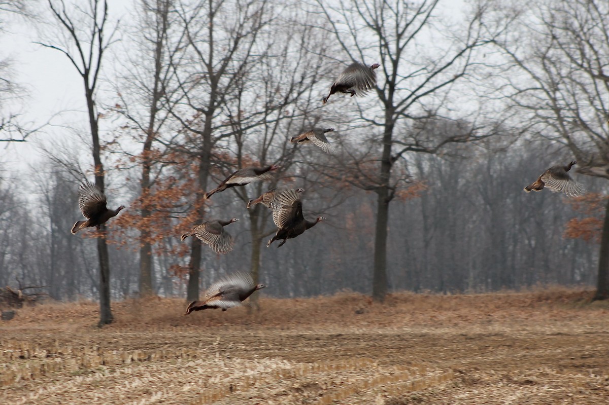 Wild Turkey - ML542753101
