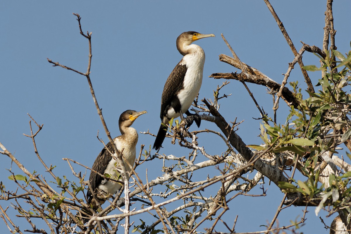 Great Cormorant - ML542755691