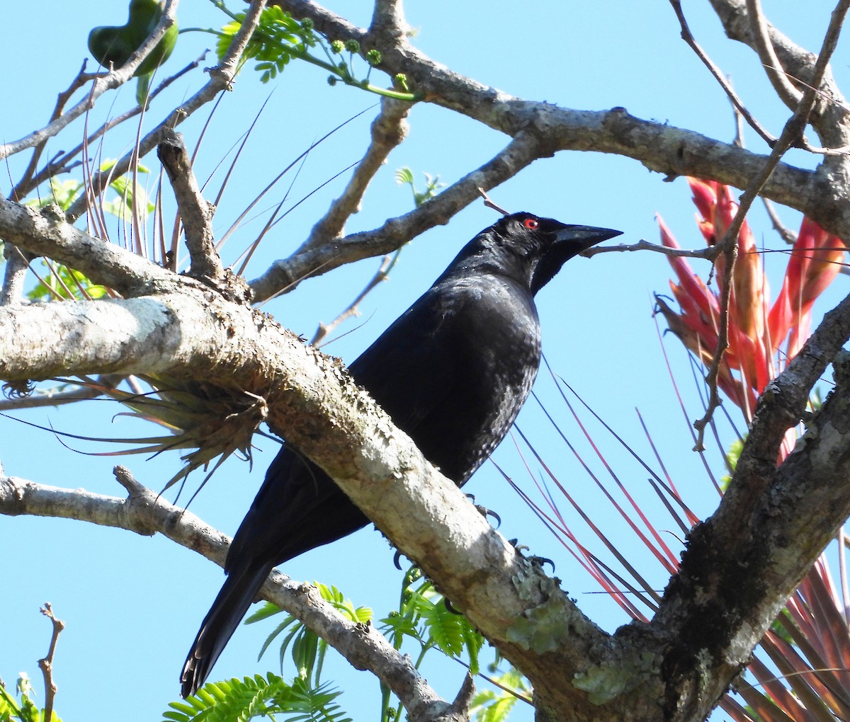 Giant Cowbird - ML542755701