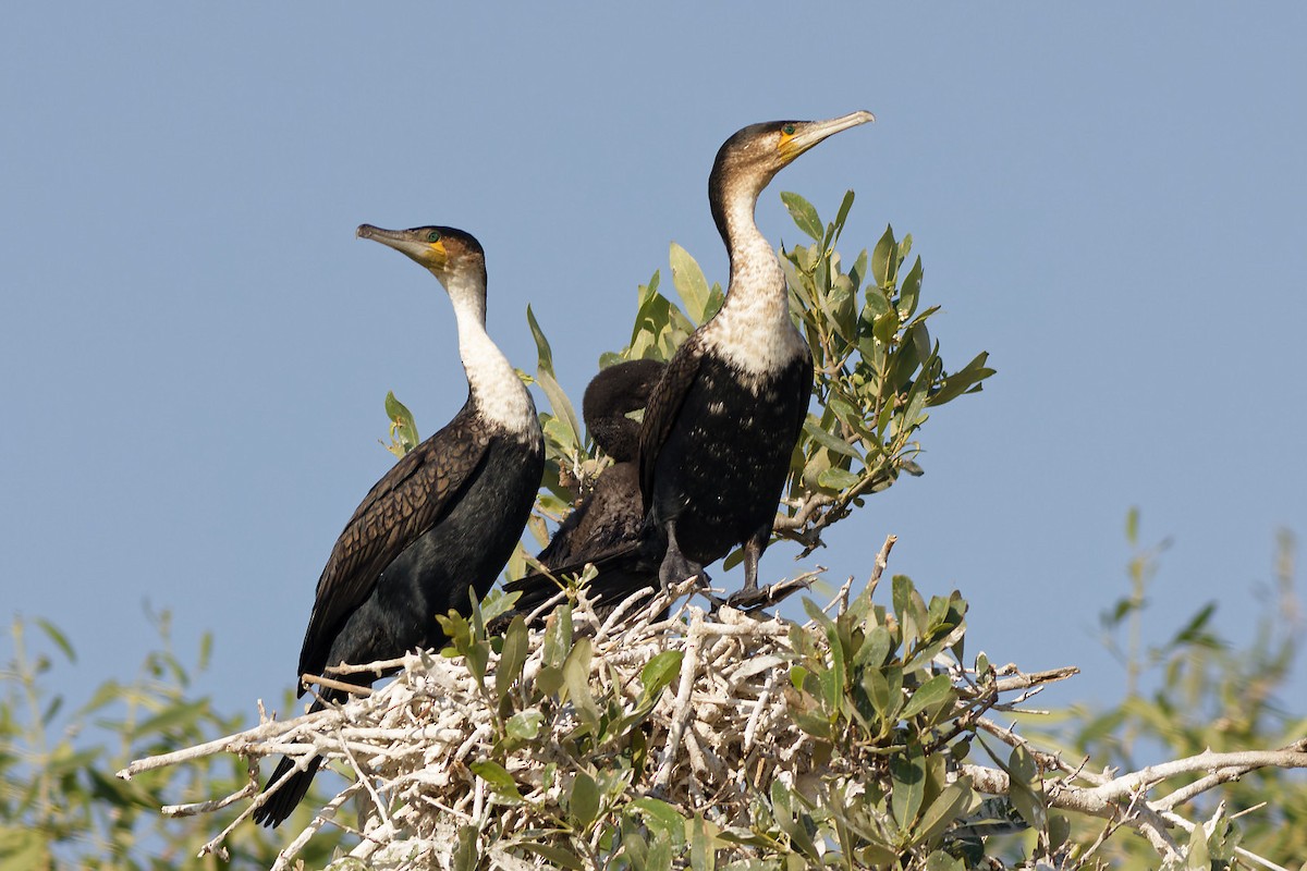 Great Cormorant - ML542756161