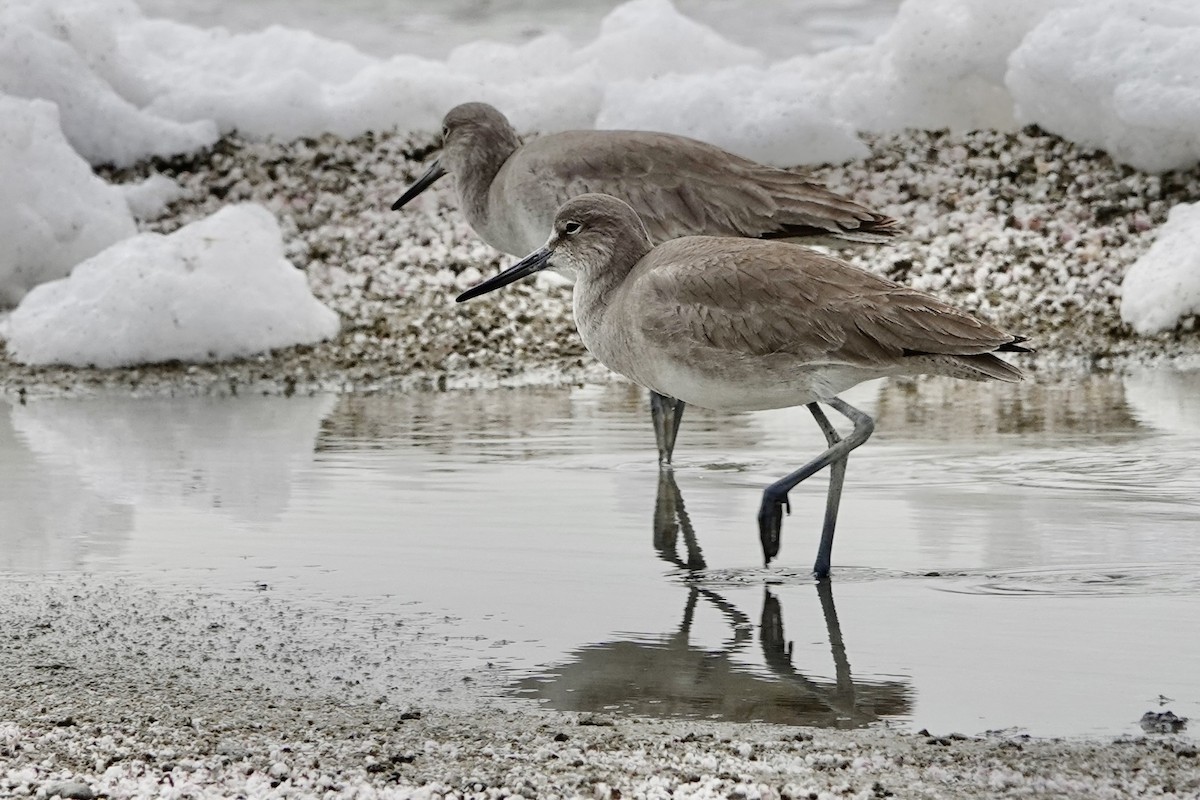 Willet - ML542756731