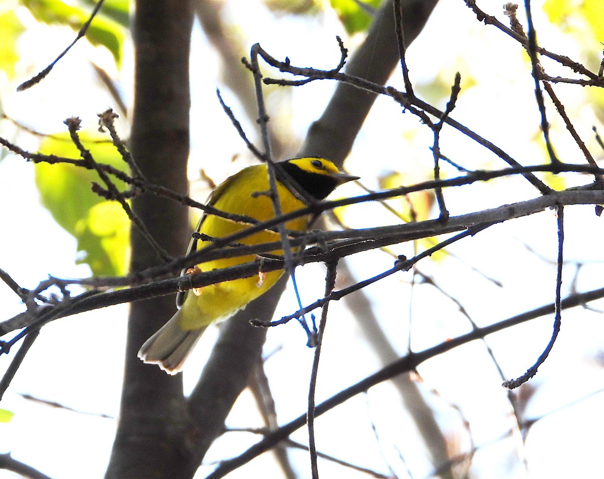 Hooded Warbler - Isaí López