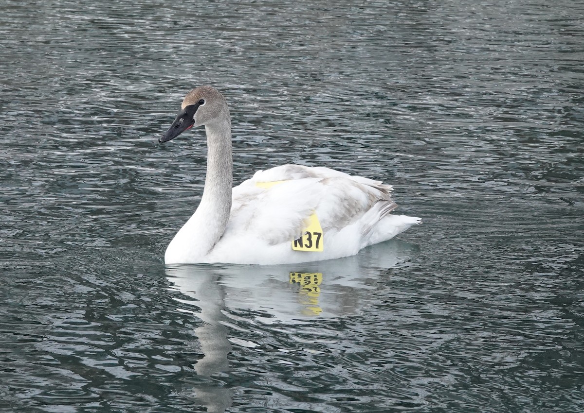 Trumpeter Swan - ML542757451