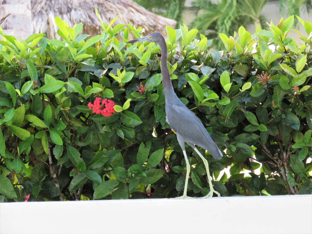 Little Blue Heron - The Rowes