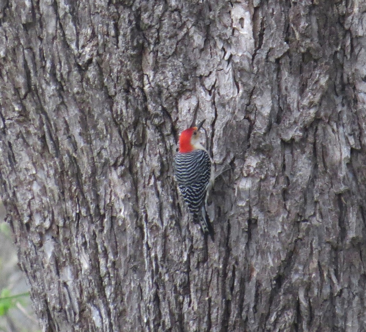 Red-bellied Woodpecker - ML542758061