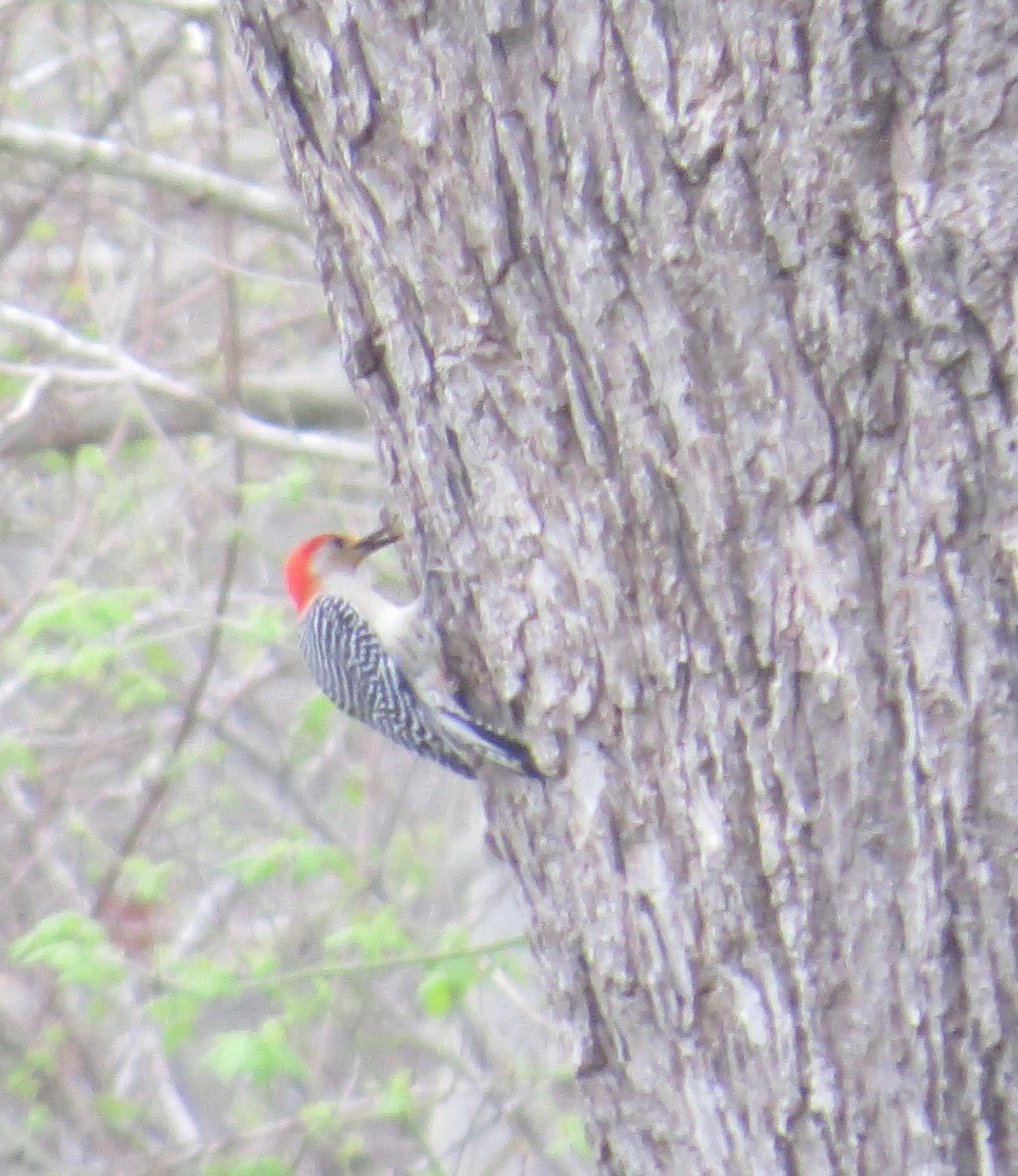 Red-bellied Woodpecker - ML542758111