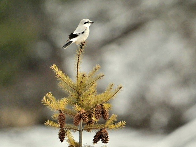 Alcaudón Boreal - ML542758141