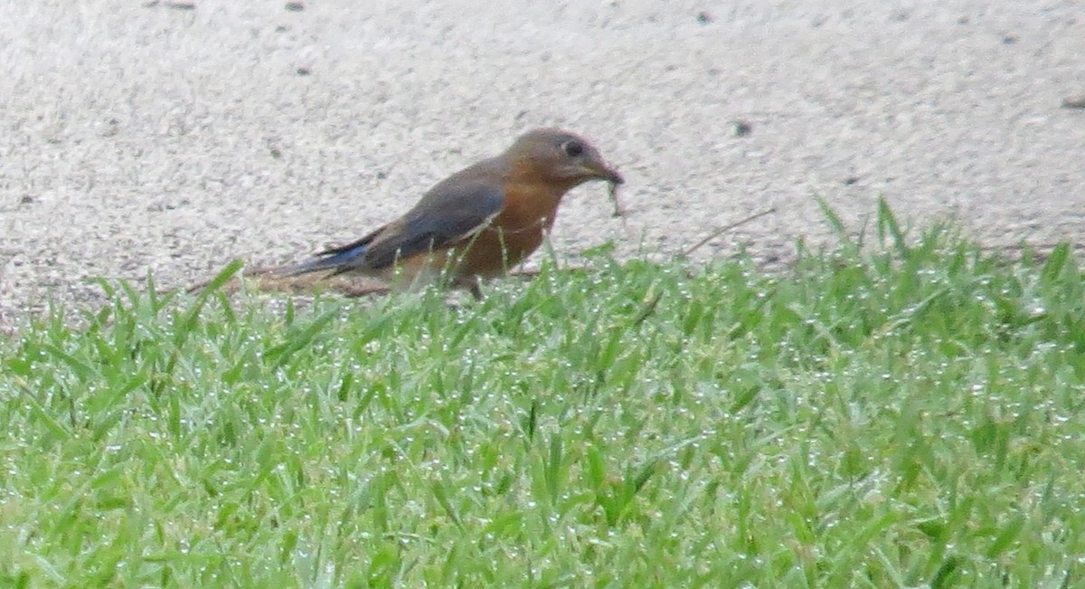 Eastern Bluebird - ML542758181