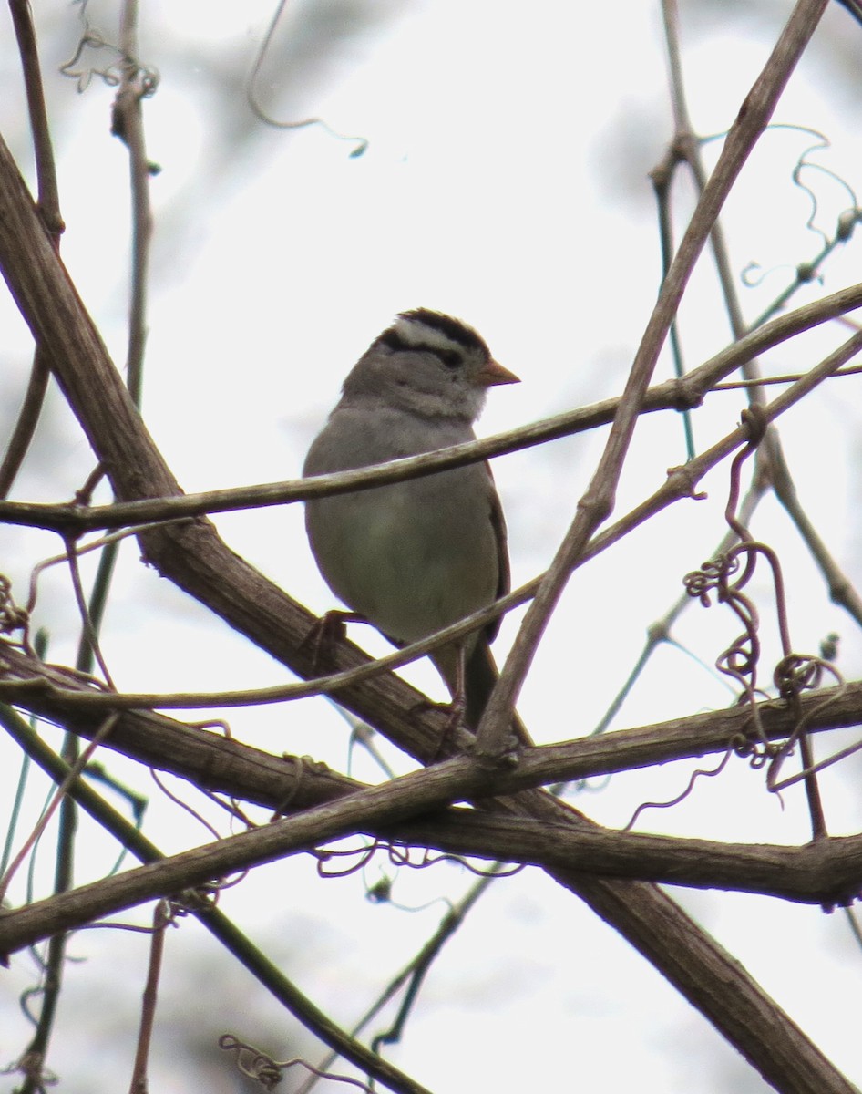 White-crowned Sparrow - ML542758261
