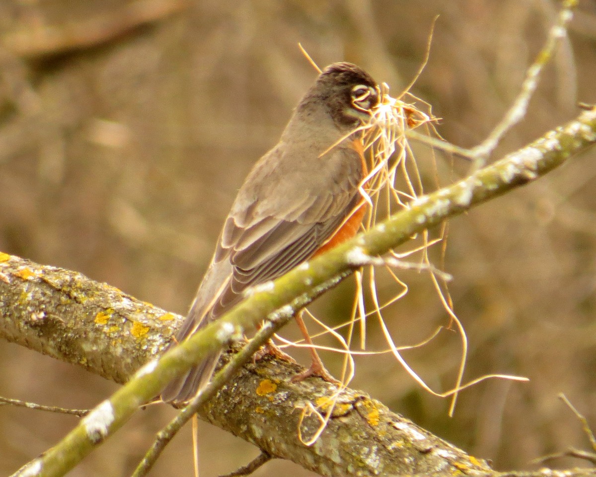 American Robin - Pam Campbell