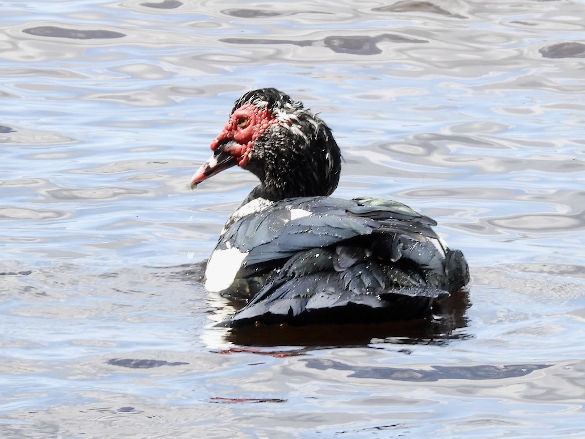 Muscovy Duck (Domestic type) - ML542759101