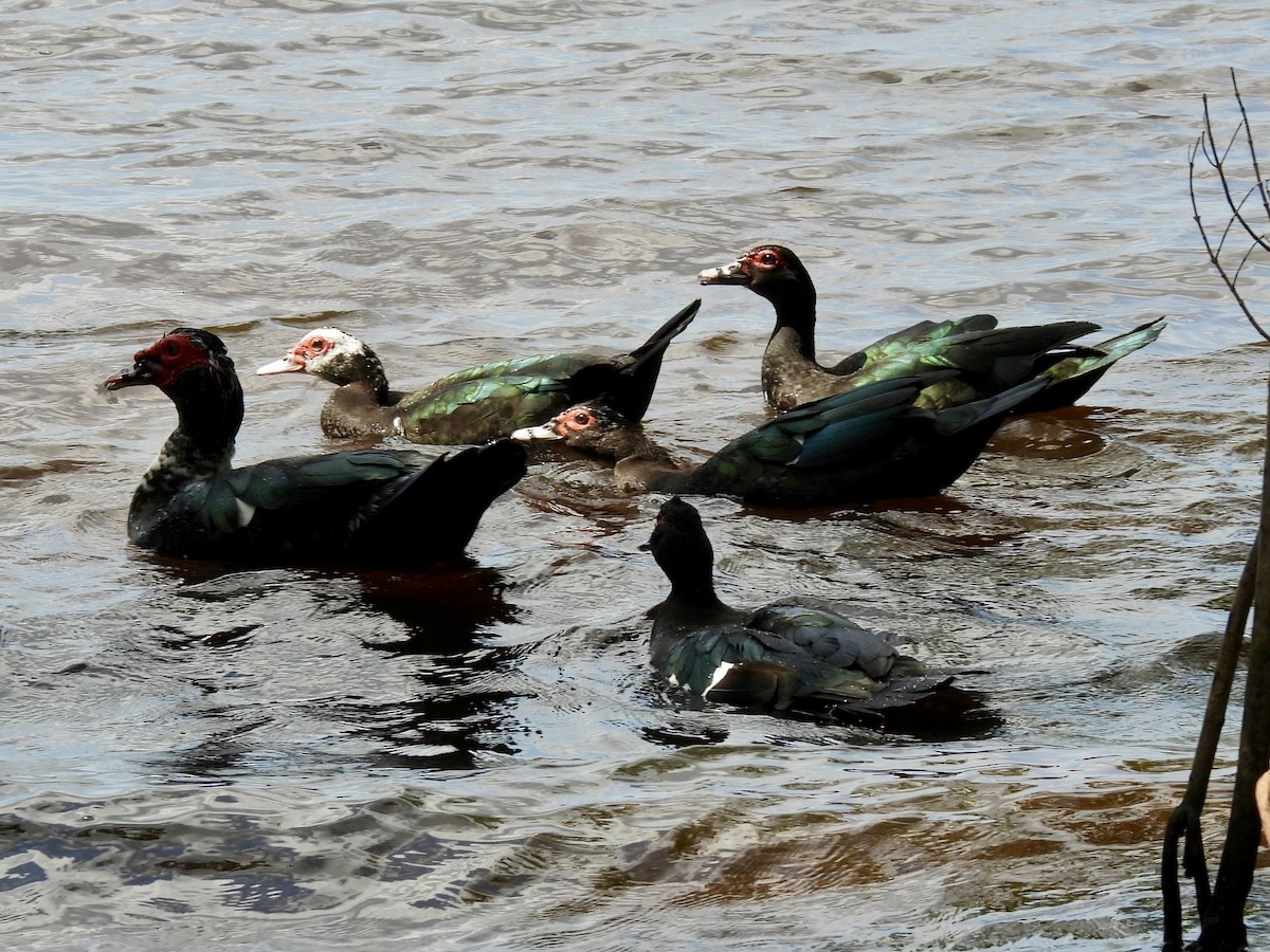 Muscovy Duck (Domestic type) - ML542759121