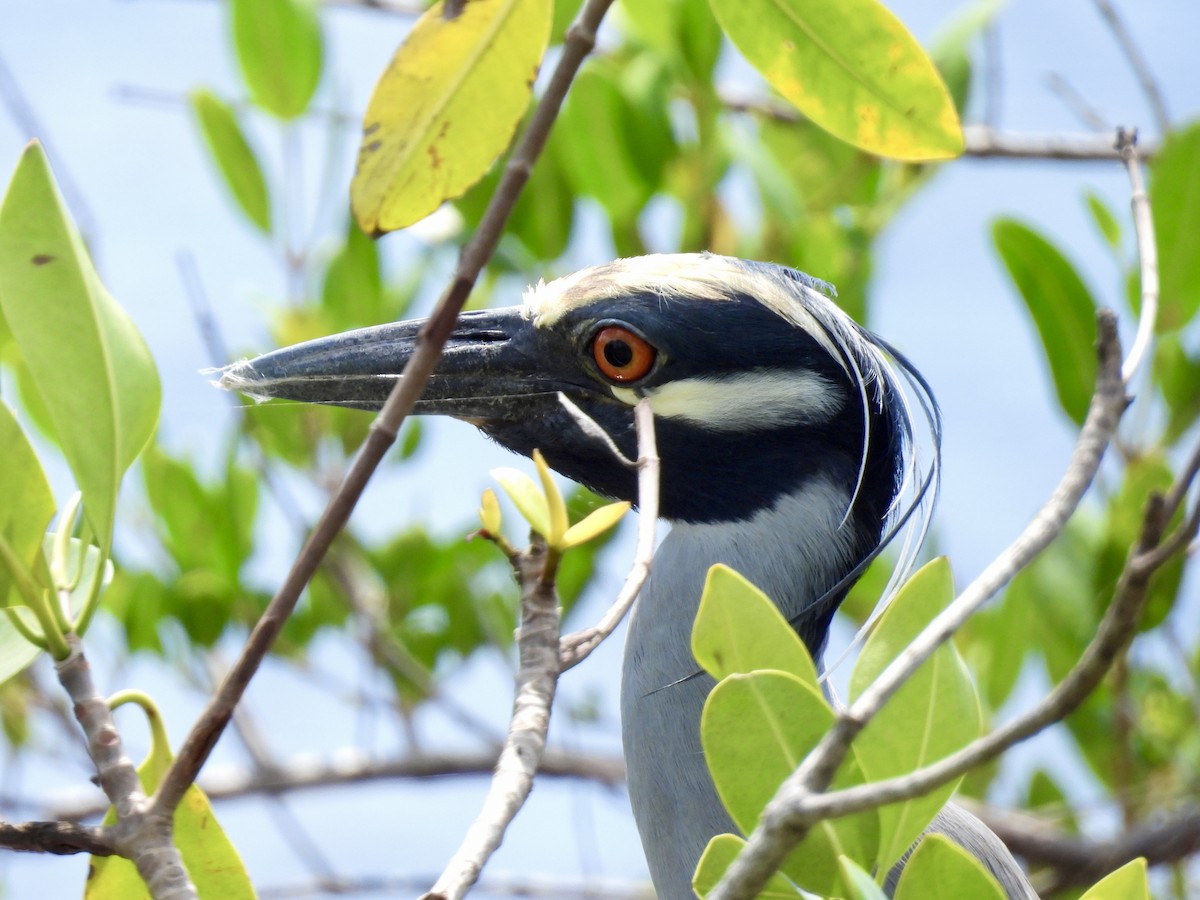 Yellow-crowned Night Heron - ML542759371