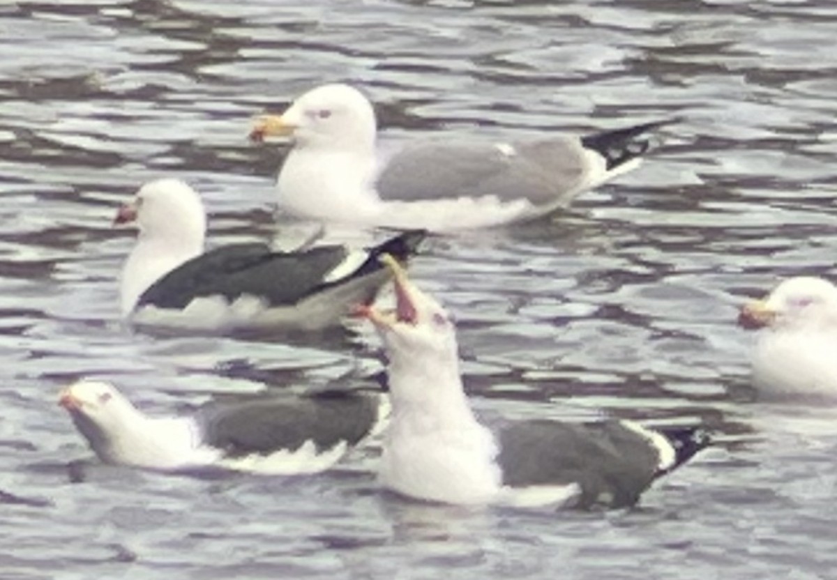Yellow-legged Gull - ML542759651