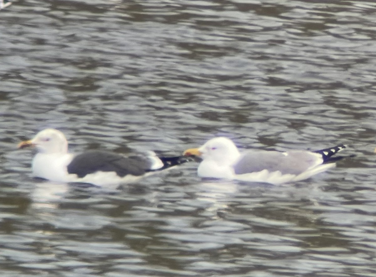 Yellow-legged Gull - ML542759661