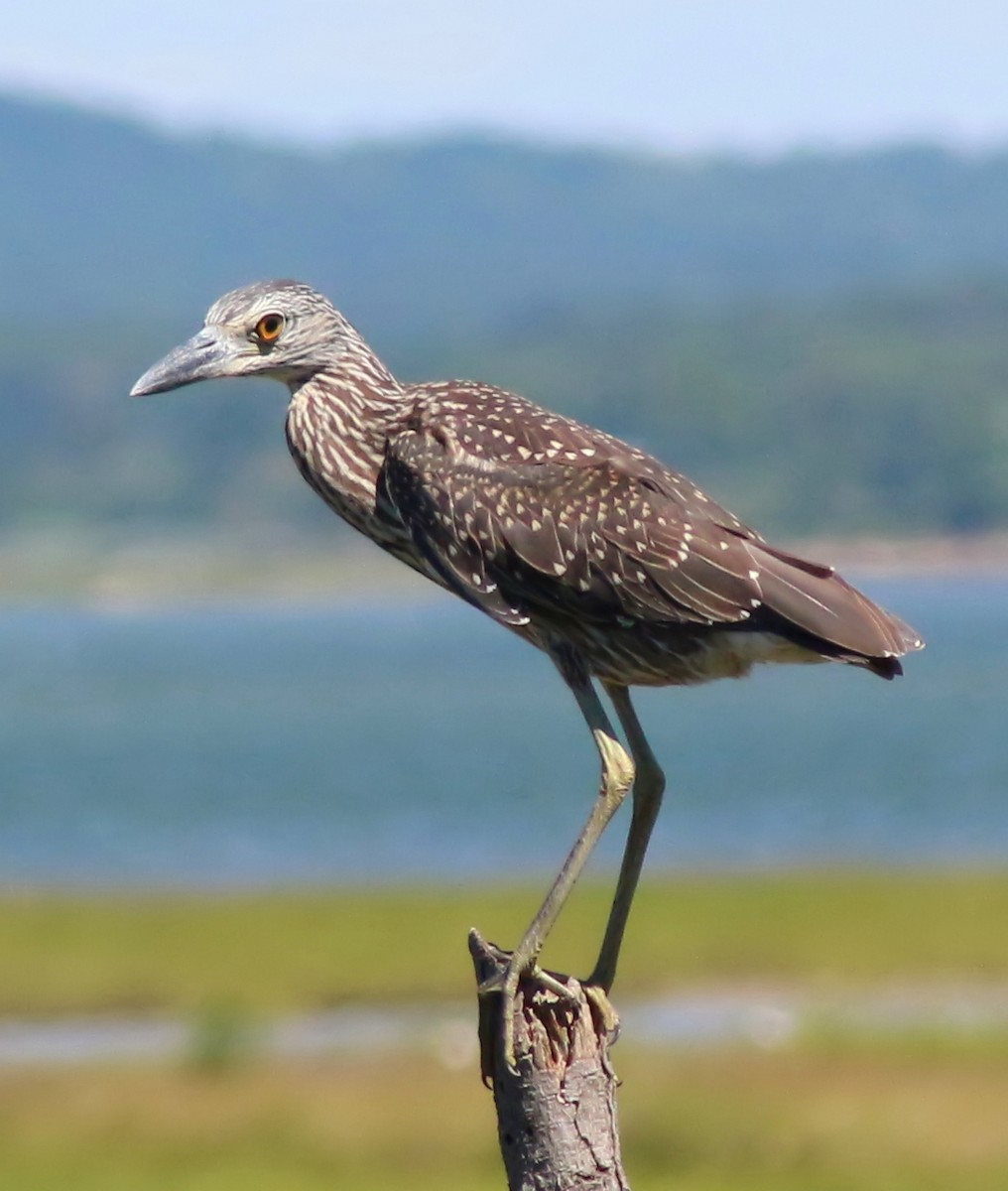 Yellow-crowned Night Heron - ML54275981