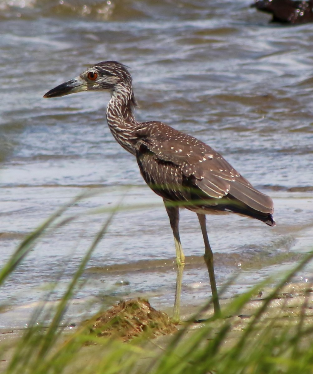 Yellow-crowned Night Heron - ML54275991