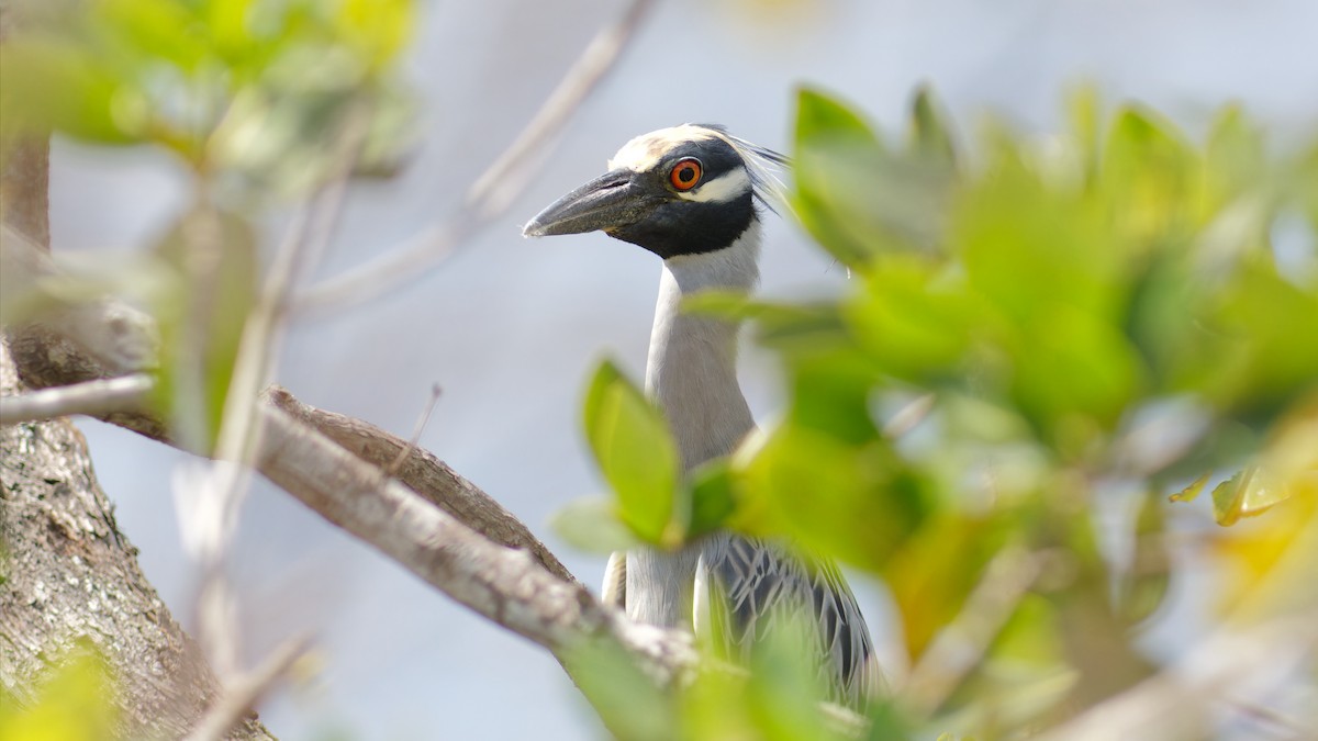 Yellow-crowned Night Heron - ML542759951