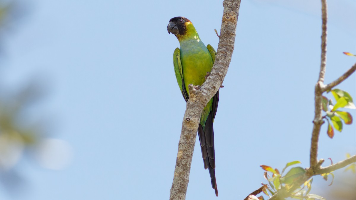 Nanday Parakeet - ML542760091