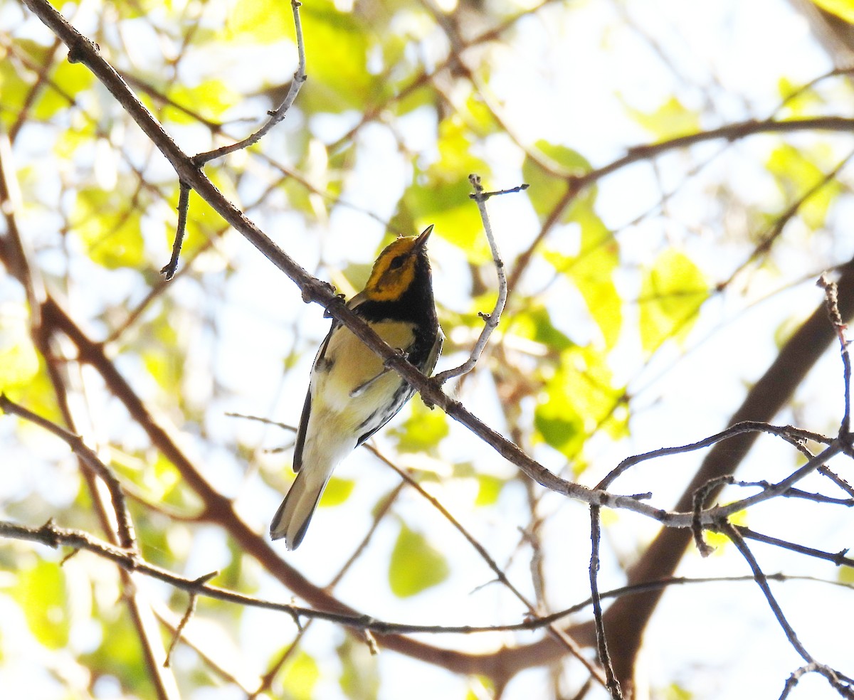 Black-throated Green Warbler - Isaí López