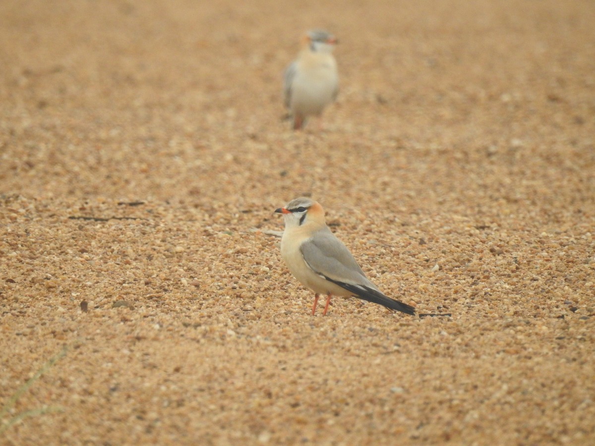 Gray Pratincole - ML542761111