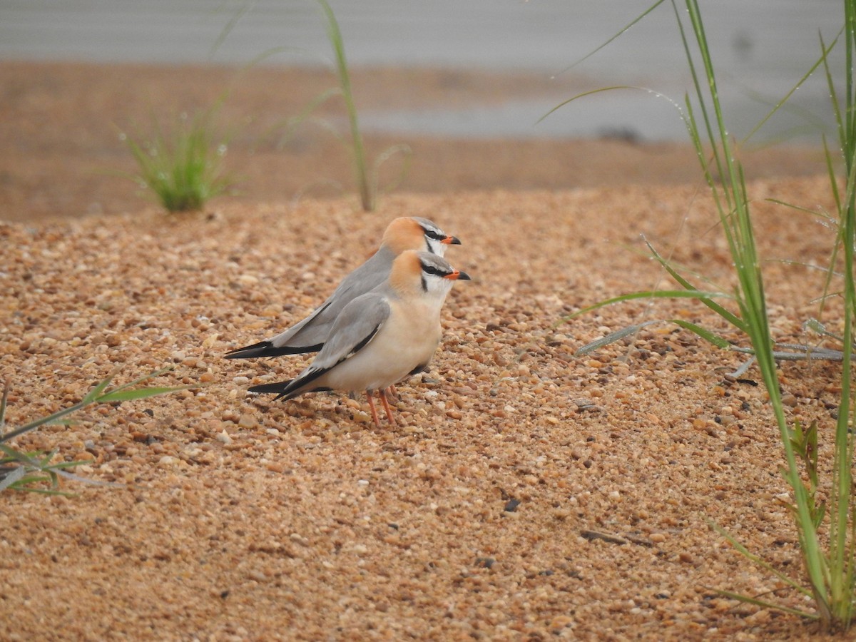 Gray Pratincole - ML542761121