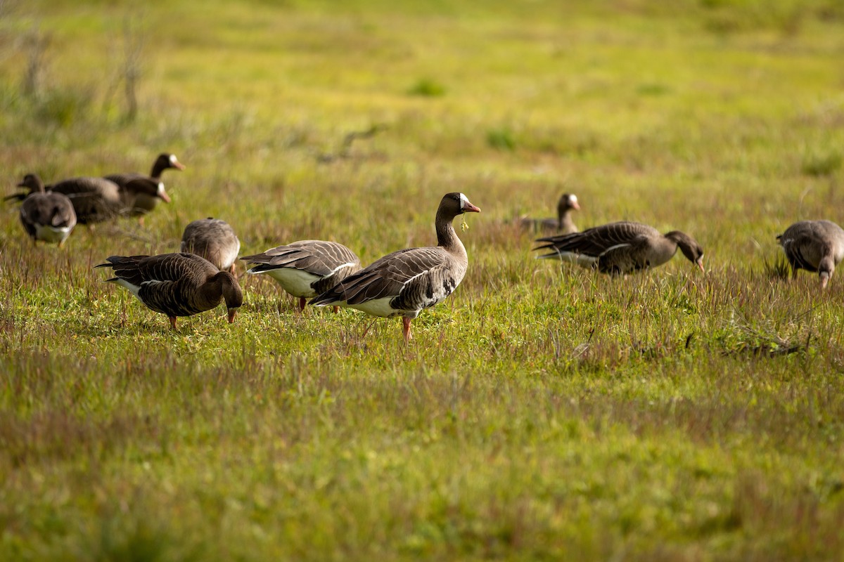 Greater White-fronted Goose - ML542761391