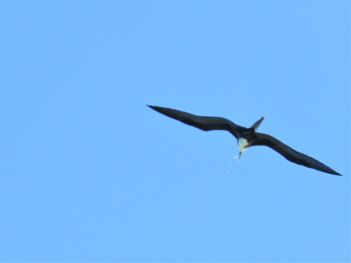 Magnificent Frigatebird - The Rowes
