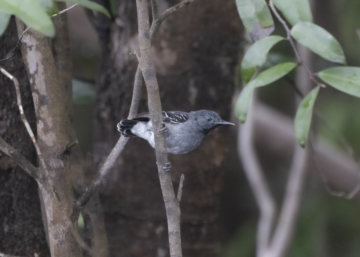 Black-chinned Antbird - Silvia Faustino Linhares