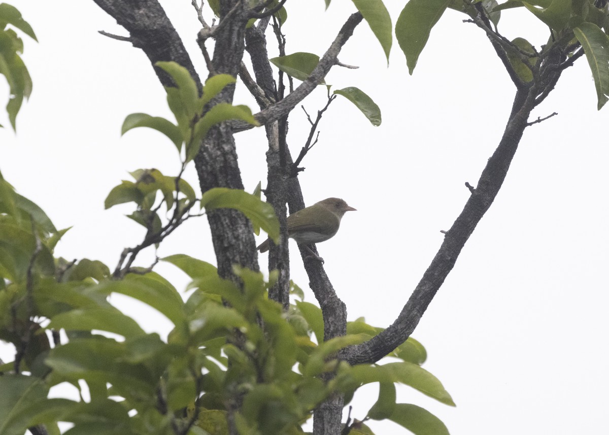 Brown-headed Greenlet - ML542763881