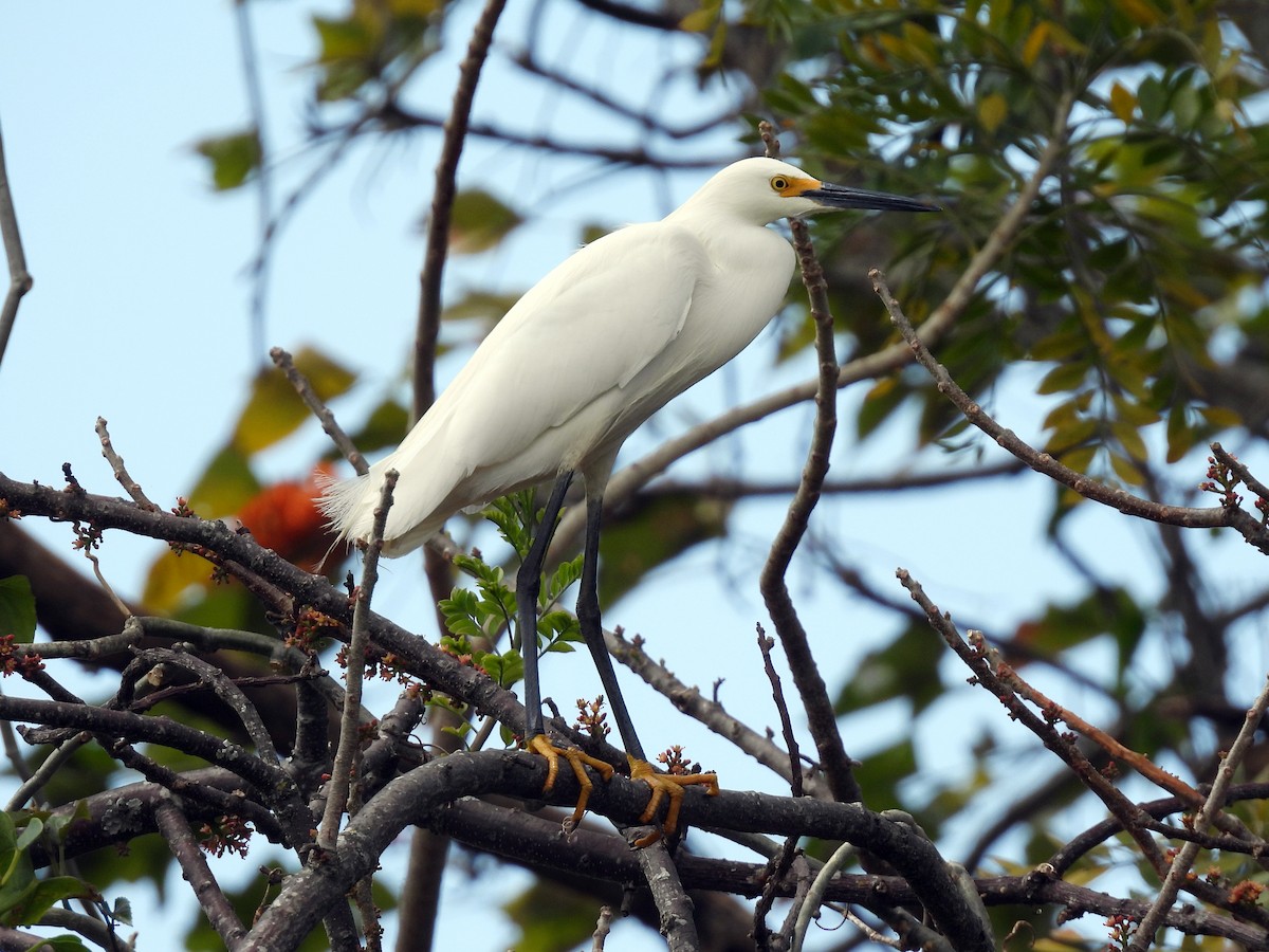 Snowy Egret - ML542764701