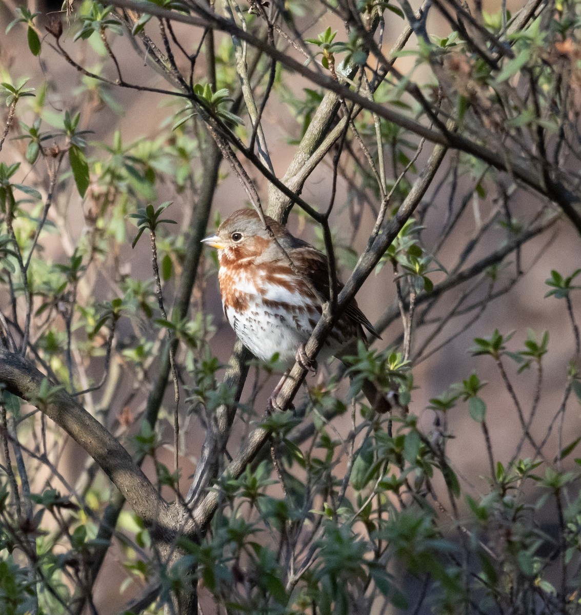 Fox Sparrow - ML542764751