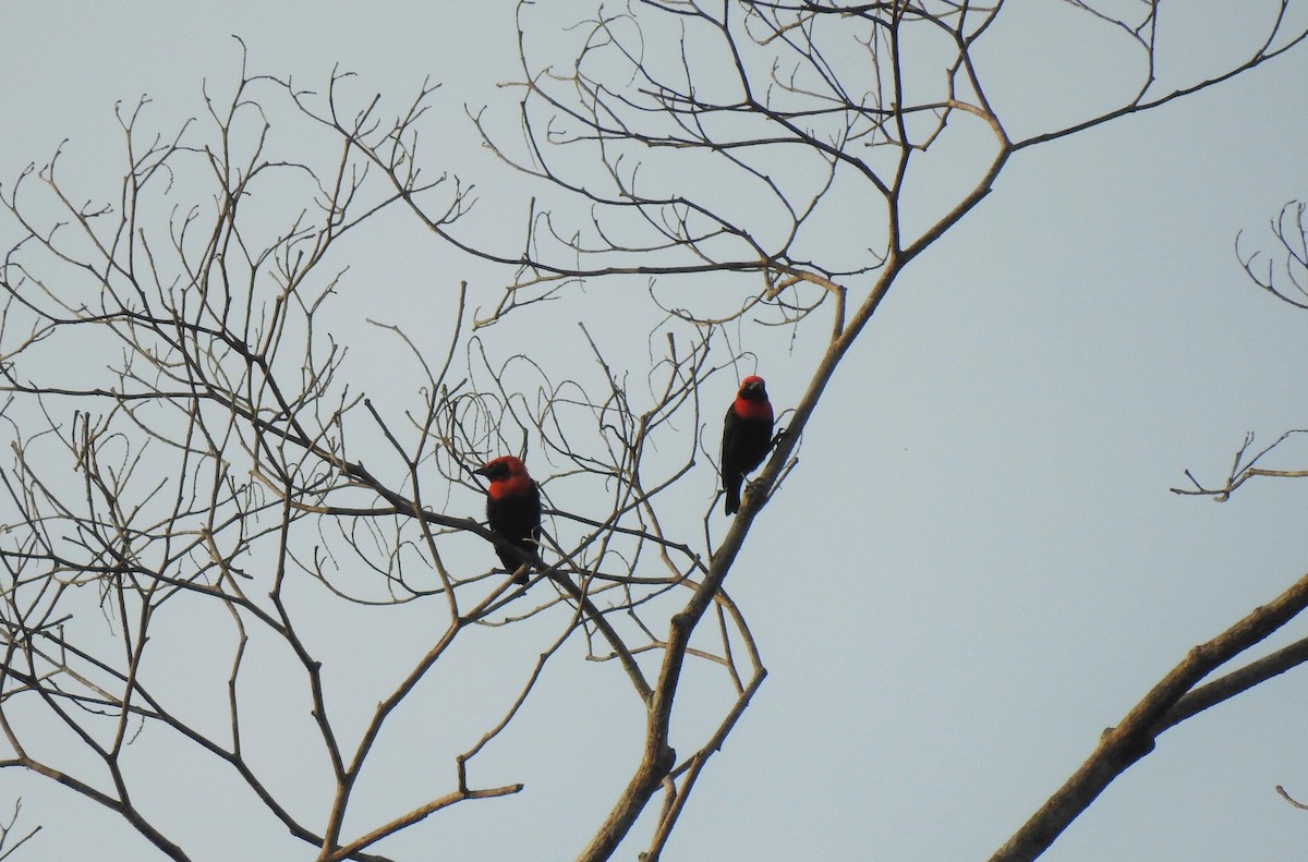 Black-throated Malimbe - John Garcia Ulloa