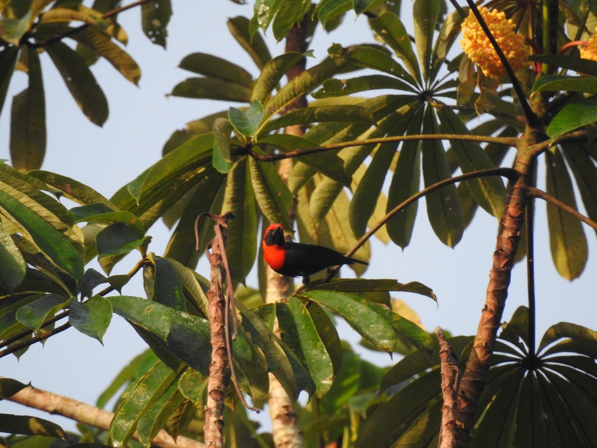 Black-throated Malimbe - John Garcia Ulloa