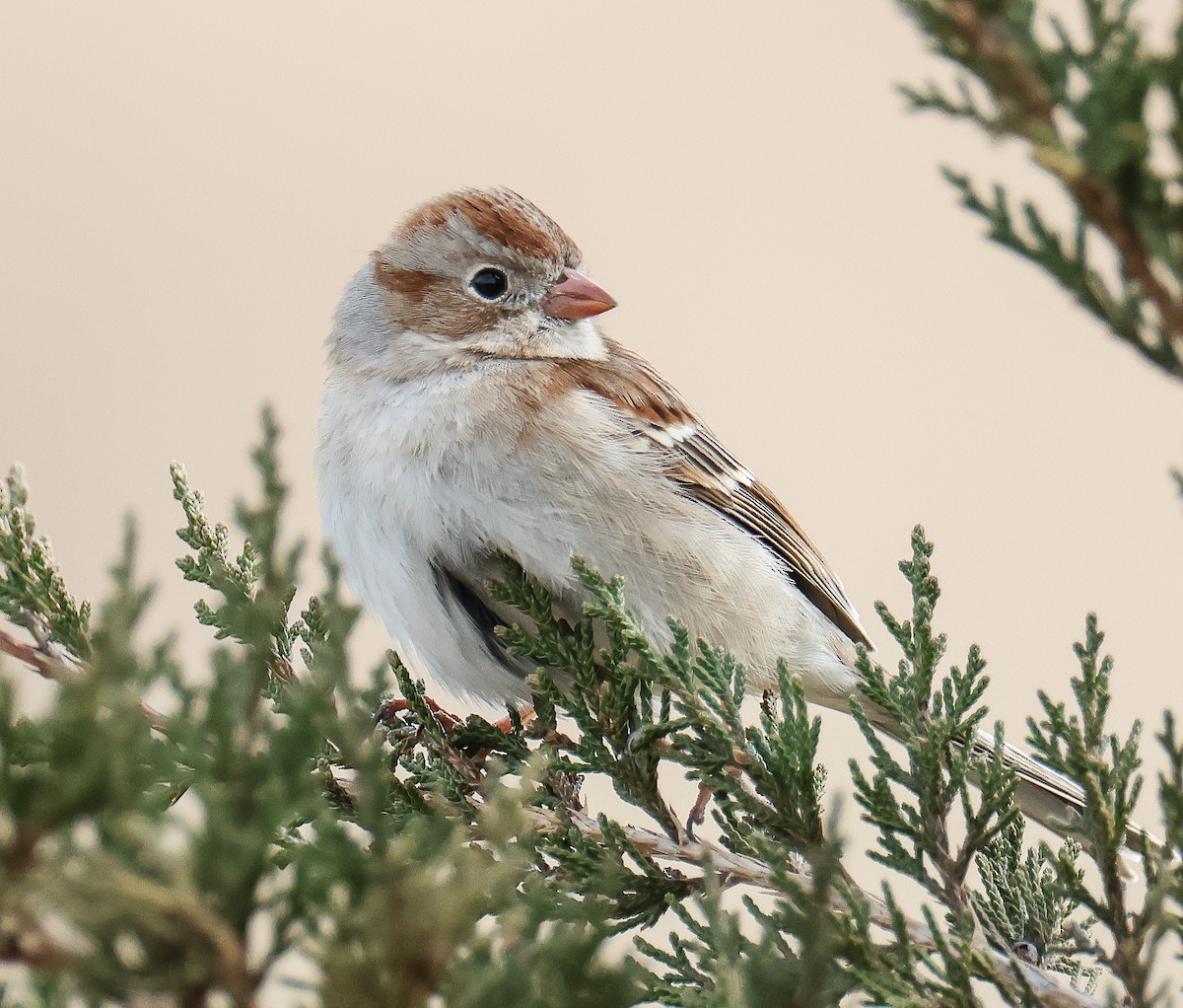 Field Sparrow - ML542765011