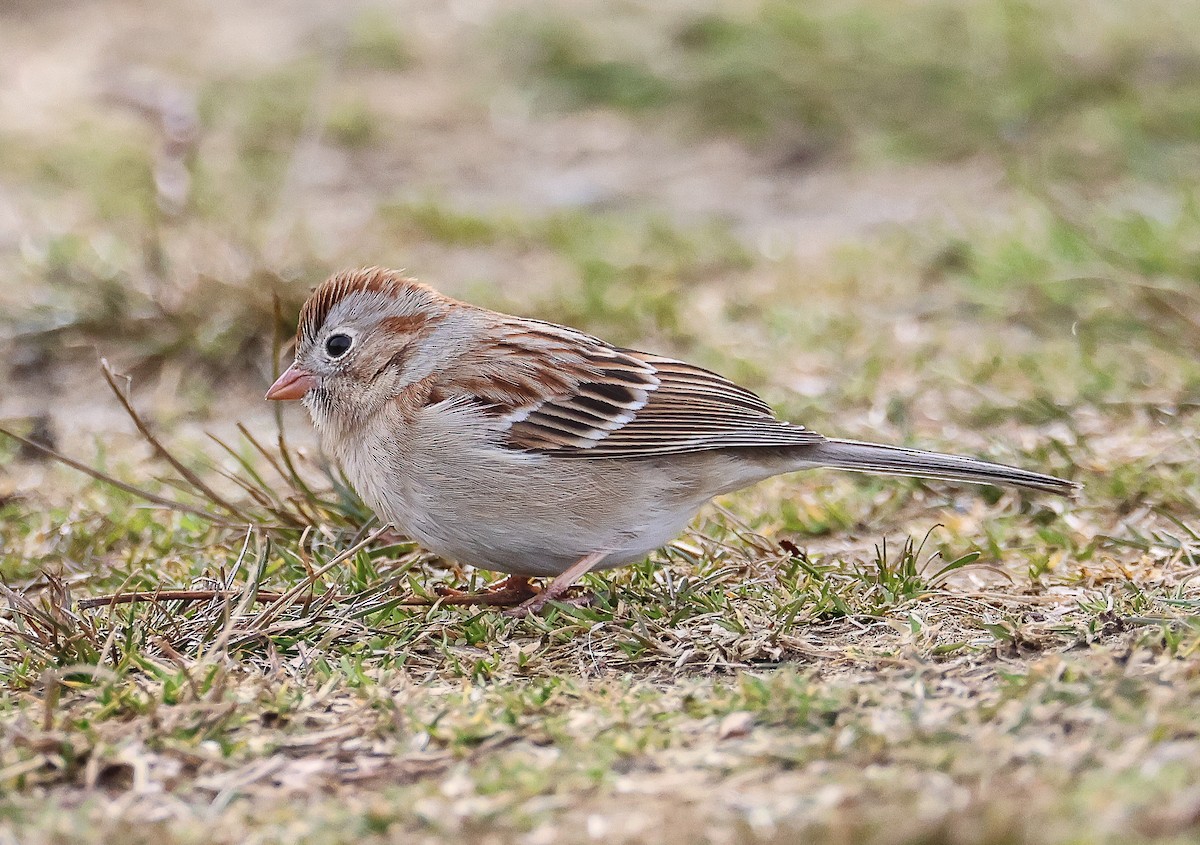 Field Sparrow - ML542765051