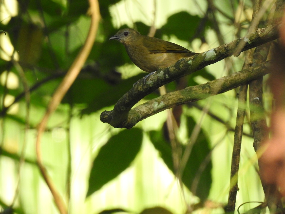 Bulbul Chillón - ML542765151