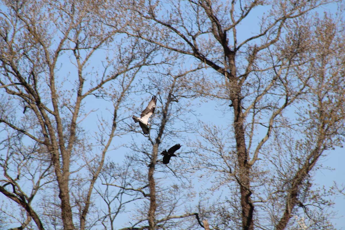 American Crow - Barbara Keller