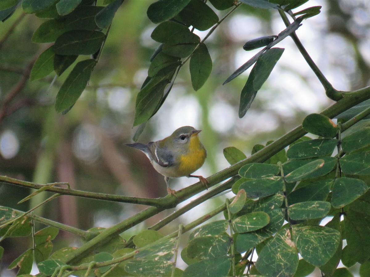 Northern Parula - The Rowes