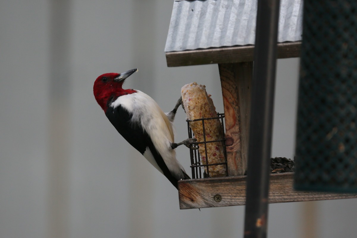Red-headed Woodpecker - ML542767551