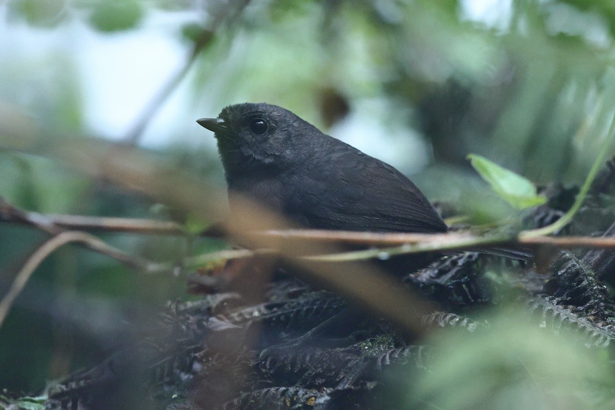 Spillmann's Tapaculo - Sam Zhang