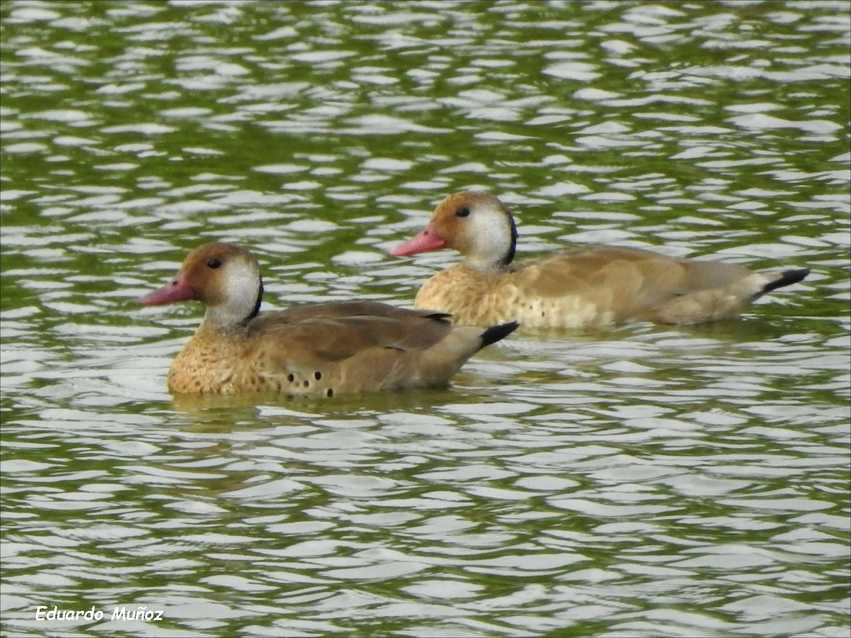 Brazilian Teal - Hermann Eduardo Muñoz