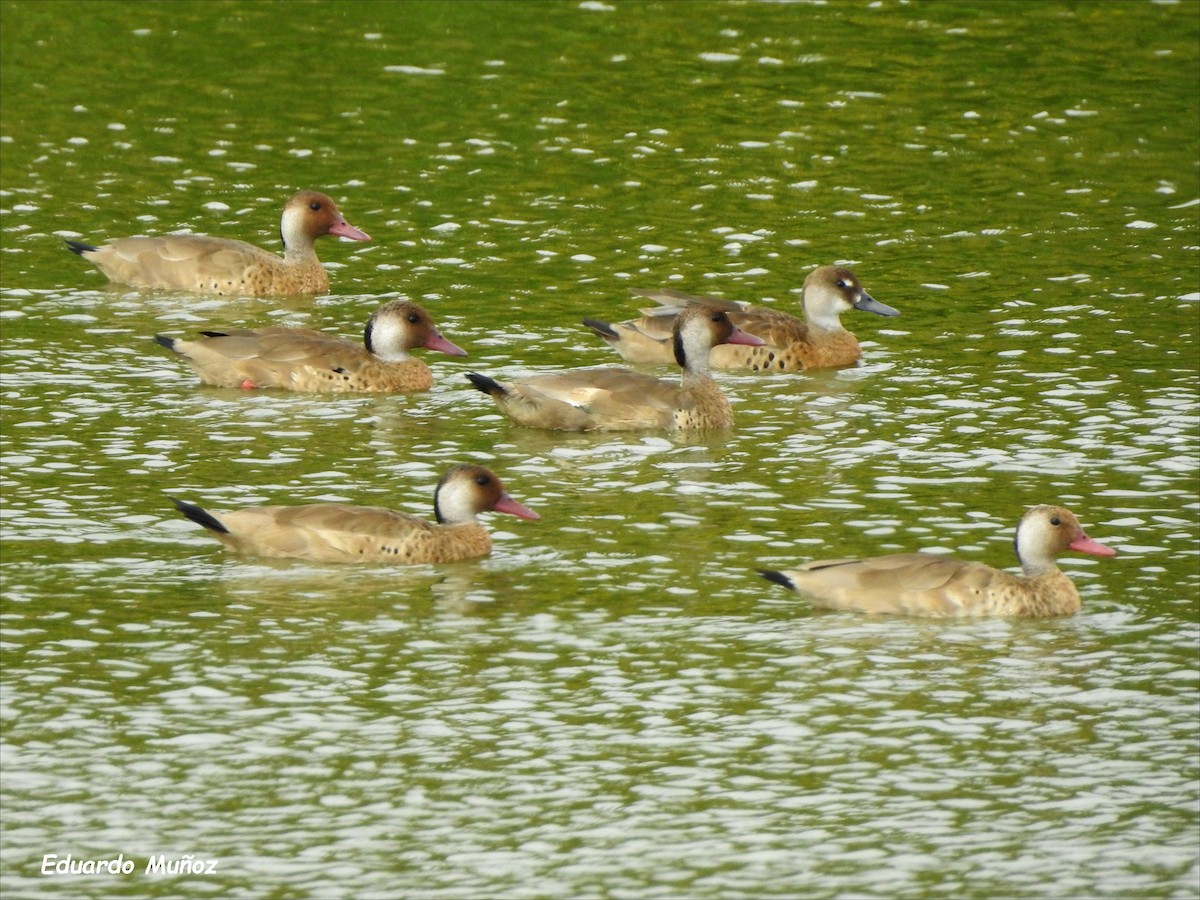 Brazilian Teal - Hermann Eduardo Muñoz