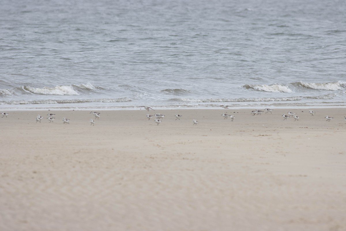 Bécasseau sanderling - ML542769981