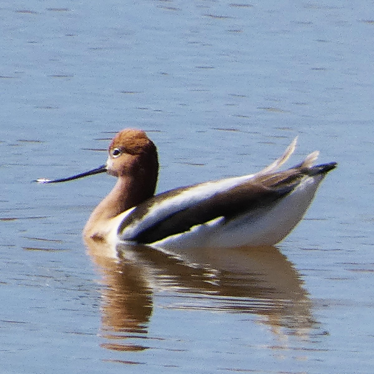 Avoceta Americana - ML542770521