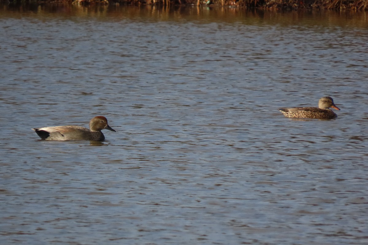 Gadwall - ML542770711